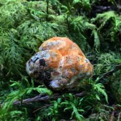 lobster mushroom thumbnail 2