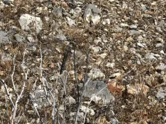 Bleached Skimmer thumbnail 3