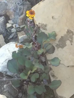 Northwestern Groundsel thumbnail 2