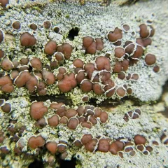 Driftwood Rim-lichen thumbnail 3