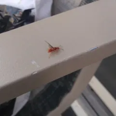 Larger Citronella Ant thumbnail 2
