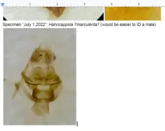 Hahncappsia marculenta thumbnail 3