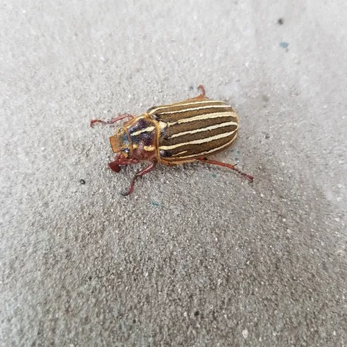 Long-haired June Beetle