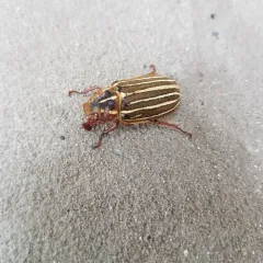Long-haired June Beetle thumbnail 1