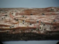 Arthonia hypobela thumbnail 4