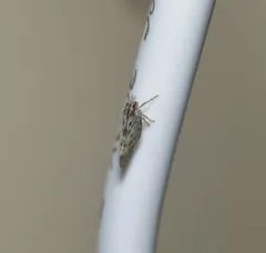 Cedusa maculata thumbnail 4