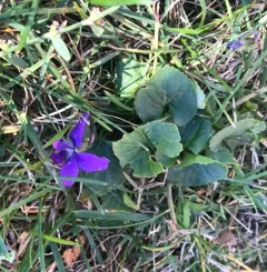 dooryard violet thumbnail 5