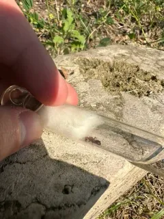 Bicolored Amazon Ant thumbnail 3