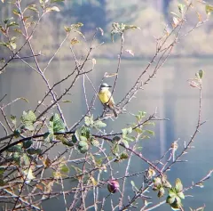 Tropical Kingbird thumbnail 4
