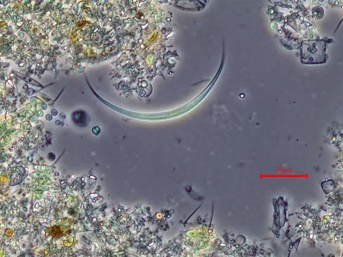 Monoraphidium arcuatum