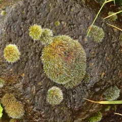 Grey-cushioned Grimmia thumbnail 3