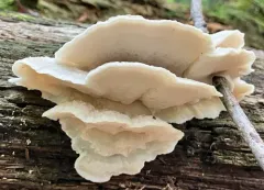 White Cheese Polypore thumbnail 4