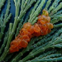 Gymnotelium blasdaleanum thumbnail 4