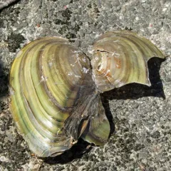 Eastern Floater thumbnail 2