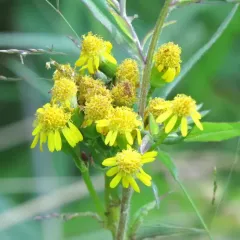 New England ragwort thumbnail 3