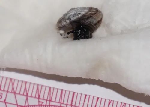 Alpine Mountainsnail