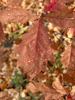 Tubakia Leaf Blotch thumbnail 3