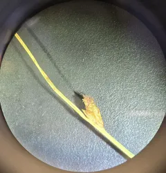 Torrey's bulrush thumbnail 3
