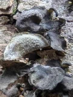 Leptogium acadiense thumbnail 3