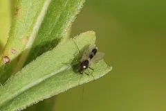 Cricotopus bicinctus thumbnail 3