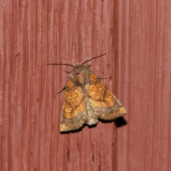 Aster Borer Moth thumbnail 3