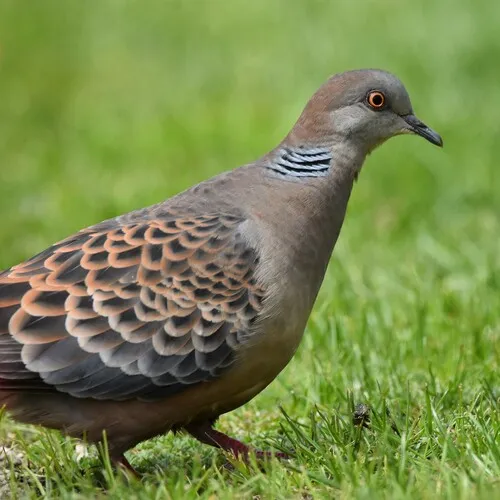 Oriental Turtle-Dove