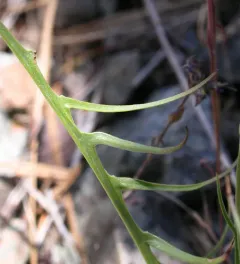Howell's Microseris thumbnail 2