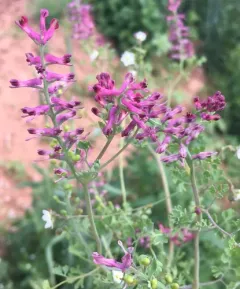Common Fumitory thumbnail 2