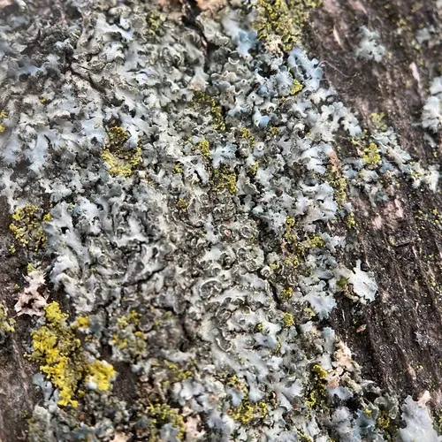 Mealy Cryptic Shade Lichen