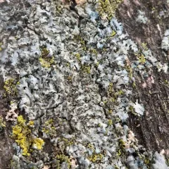 Mealy Cryptic Shade Lichen thumbnail 1