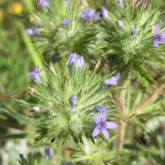 Skunkweed thumbnail 2