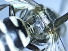 American Cellophane-cuckoo Bee thumbnail 3