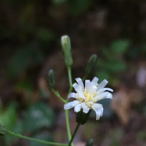 white hawkweed