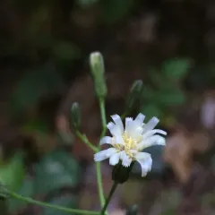 white hawkweed thumbnail 1