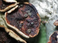Abrothallus halei thumbnail 2
