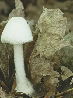 Volvariella hypopithys thumbnail 1