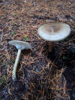smoky brown funnel thumbnail 3