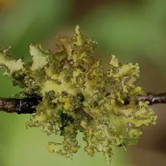 variable wrinkle-lichen thumbnail 4