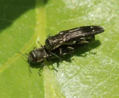 Beech Borer thumbnail 3