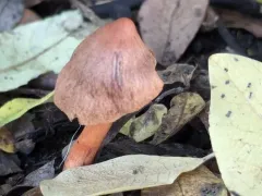 marsh webcap thumbnail 4