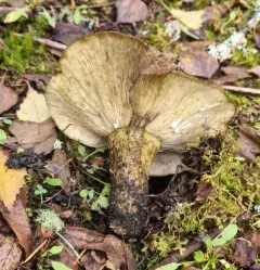 Ugly Milkcap thumbnail 4
