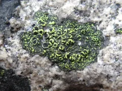Crescent Map Lichen thumbnail 2