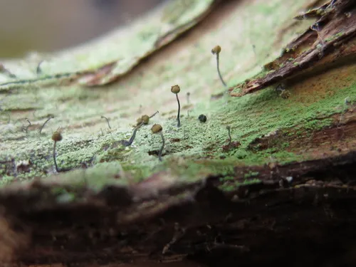 Chaenotheca stemonea