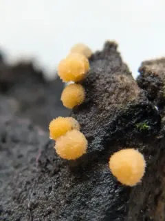 Bactridium flavum thumbnail 3