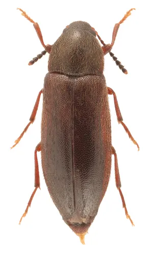 Jewel False Darkling Beetle