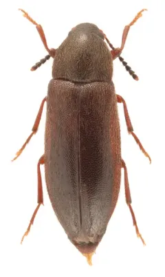 Jewel False Darkling Beetle thumbnail 1