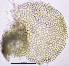 Earth-cup Flapwort thumbnail 2