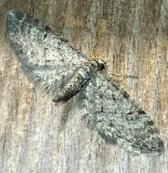 Eupithecia swettii thumbnail 3