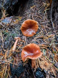 Lactarius subviscidus thumbnail 3