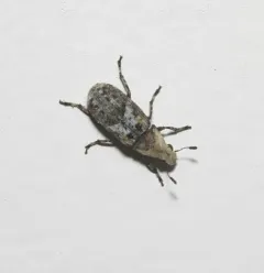 Marbled Fungus Weevil thumbnail 3